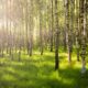 Agence immobilière de vente de forêt