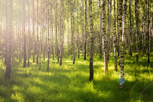 Agence immobilière de vente de forêt